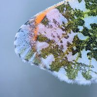 Wing of orange tip
