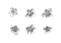 Japanische Anemonen in Schwarz und Weiß