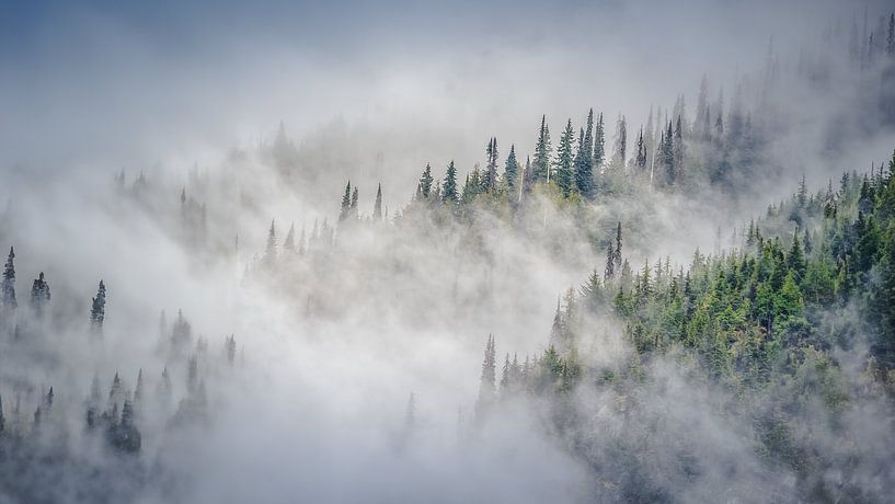 Brouillard entre les arbres du parc national des Glaciers, Canada par Harold van den Hurk