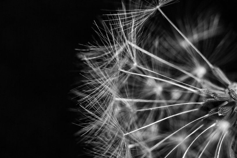 The dandelion by Studio Artwa