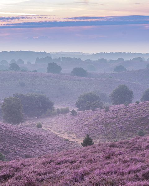 The heather in full bloom by Remco Piet