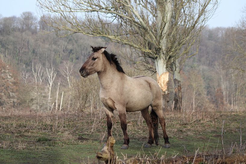 Konik horse by John Kerkhofs