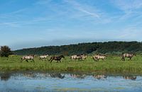 Kudde wilde paarden 01