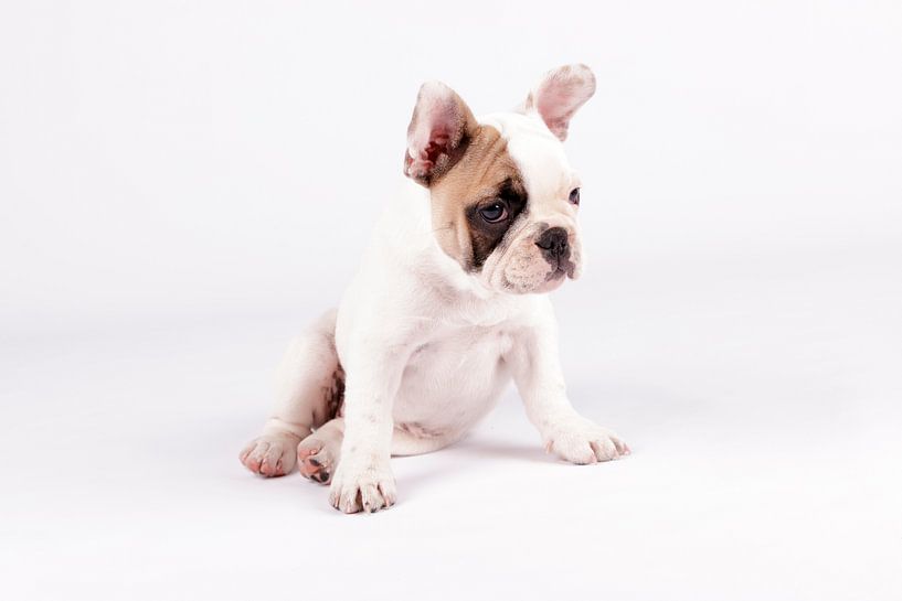 Mollie von LUNA Fotografie