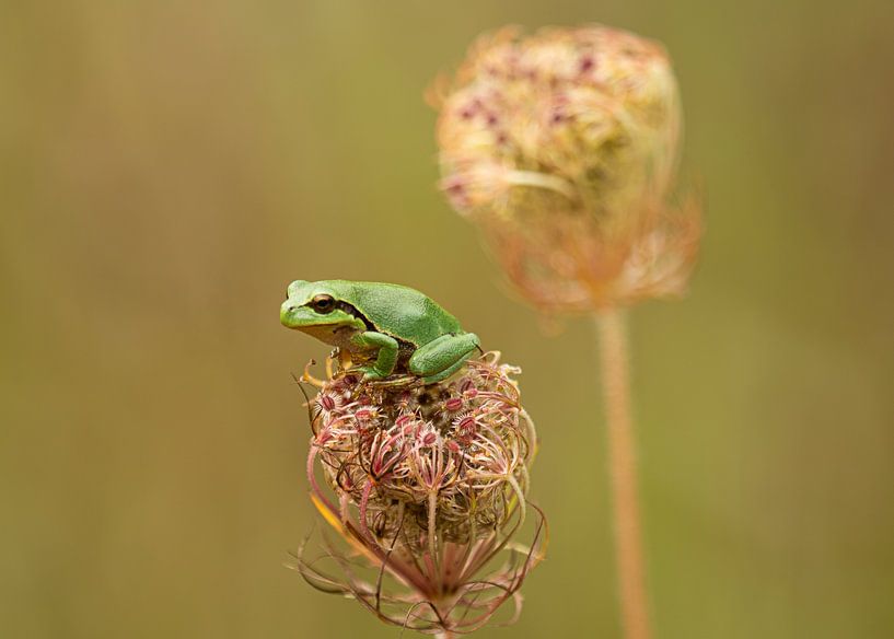 Laubfrosch auf verbrauchter Blüte von carla groenenboom