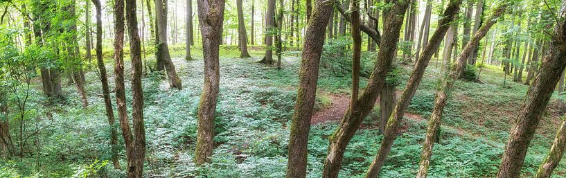 Forêt sauvage par Tobias Luxberg