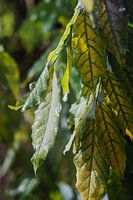 Coloured autumn leaves
