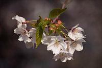 Koreanische Blüte in voller Blüte