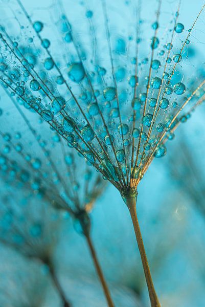 Linien eines Morgensterns mit blauen Tropfen im &quot;goldenen&quot; Licht von Marjolijn van den Berg