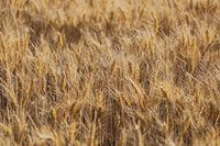 The cornfield in the wind