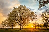 Sunset in the spring between the blossoms