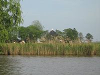 Schapen op het droge