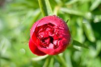 Pfingstrose rot/rosa