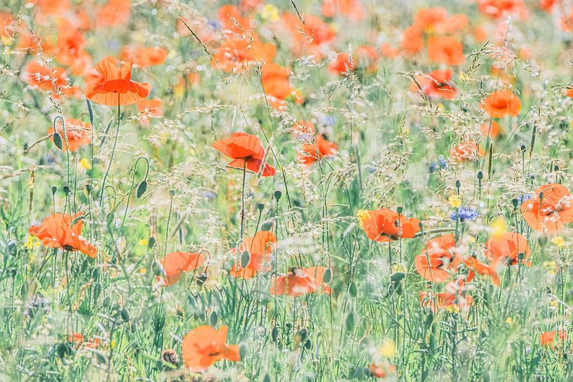 Mohnblumen von Niels Barto