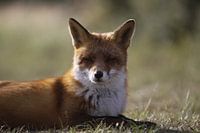 Vos in de Nederlandse duinen.