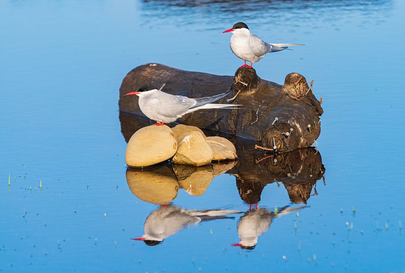Noordse Stern met reflectie van Merijn Loch