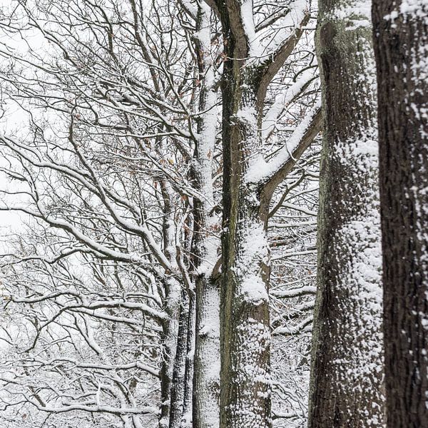 Besneeuwde bomen by Margot Klaren