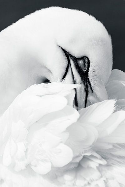 Träumen in Schwarz-Weiß von Daniela Beyer