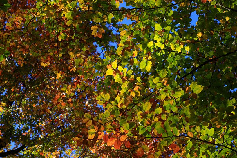 Beech by Thomas Jäger