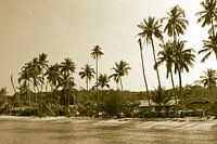 Palme indischen Sommer | tropischen Thailand boho bali Stil | Natur Reisen Fernweh 2