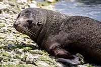 Siegel auf Steinen liegend