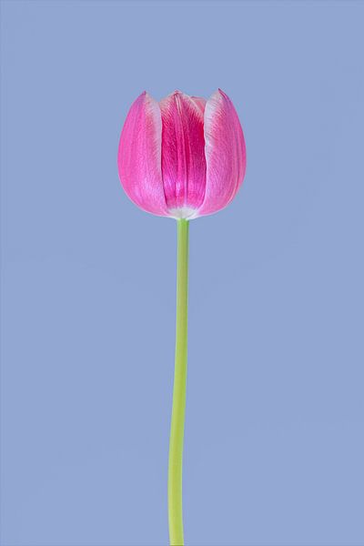 Iconic tulip 2. by Pieter van Roijen