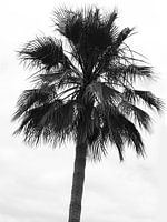 Palmier en noir et blanc // paisible, paysage, été // fine-art