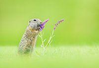 Grondeekhoorn ruikt onderweg aan de bloemen