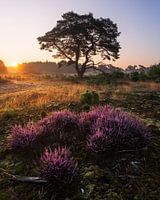 Bruyère à fleurs Veluwe