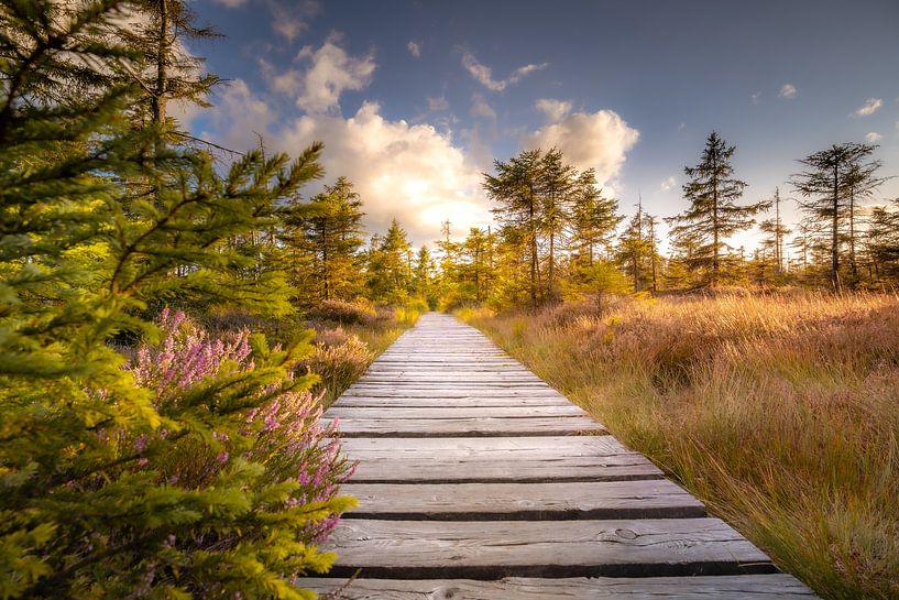 Auf dem Holzweg im Harz von Steffen Henze