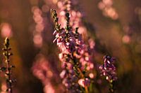 Heather at sunset