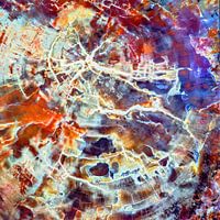 Versteend hout Petrified Wood