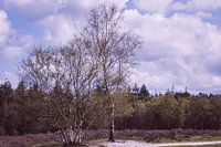 Frühling auf der Heide