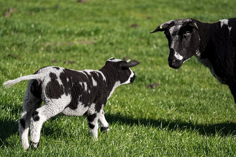 Das ultimative Frühlingsgefühl von Maico.O