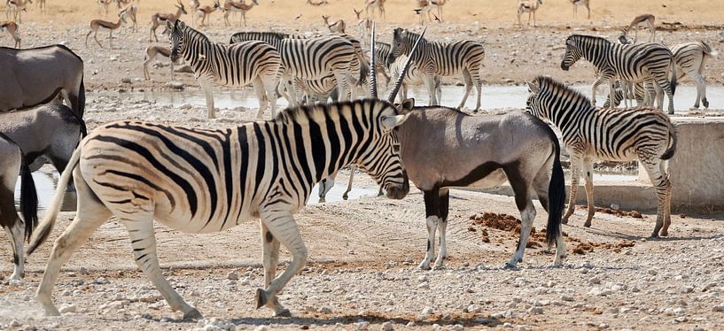Safari Tiere in Namibia von Thomas Marx