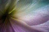 Abstrakte bunte Blume