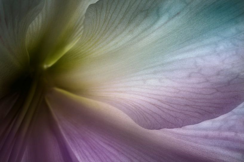 Abstracte kleurrijke bloem van Johannes Schotanus