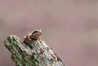 Brown frog on piece of wood