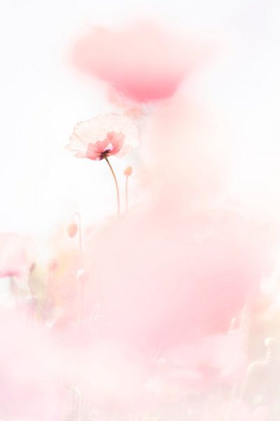 Pays des rêves par Bob Daalder