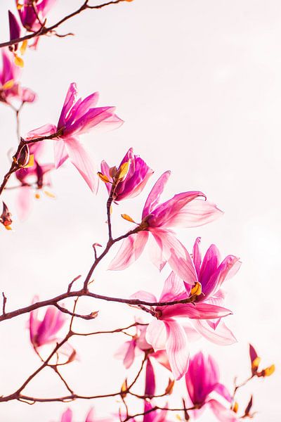 Fleurs de magnolia sur rose | Photographie de nature par Denise Tiggelman