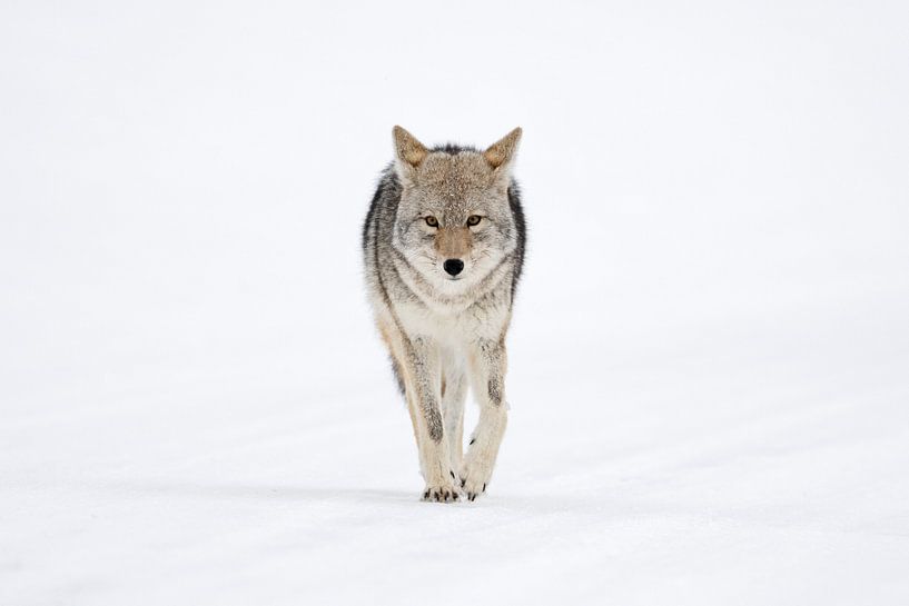 Kojote ( Canis latrans ) im Winter, läuft direkt auf den Fotografen zu, hält dabei Augenkontakt, Yel par wunderbare Erde