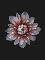 White-red dahlia with raindrops