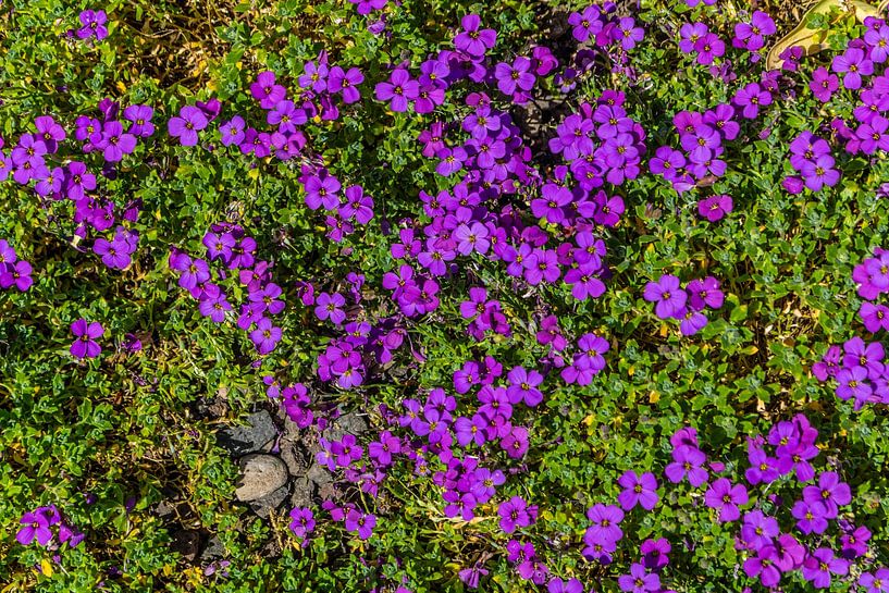 Blauw kussen - plantenachtergrondpatroon van Mixed media vector arts