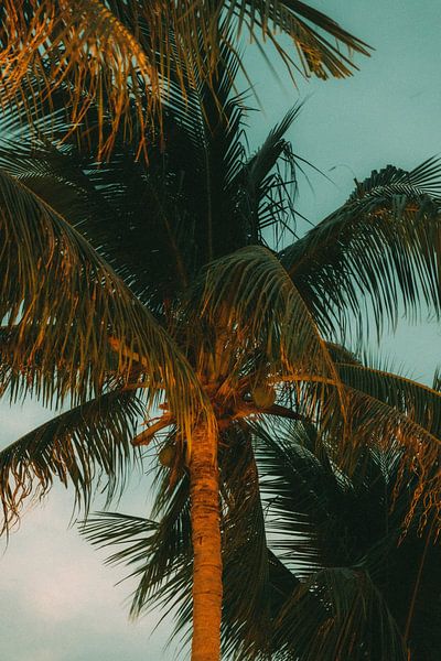 Golden hour: Palm tree in the evening light of Vietnam by NZME Photography