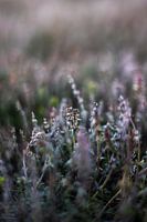 Verträumtes Heidekraut | Nahaufnahme Stillleben Naturfotografie