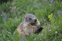 Murmeltier auf der Sommerweide