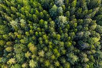 Bird's eye view of the forest in the Black Forest