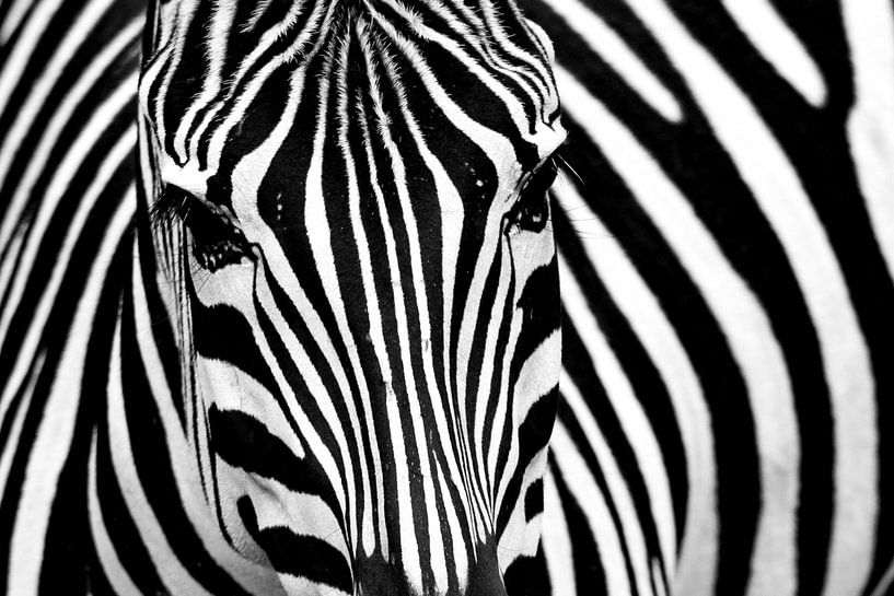 Zebra von Erik de Klerck