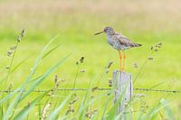 Chevalier guignette se reposant sur un poteau