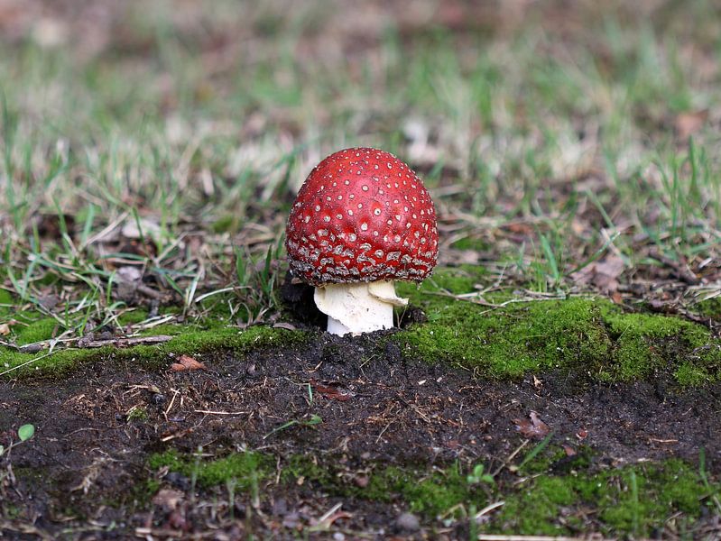 Toadstool by Matthias Brix